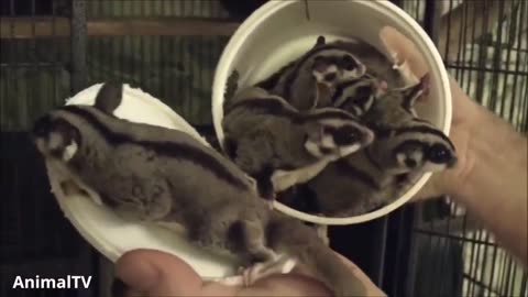Sugar gliders flying cute compilations