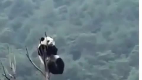 PANDA'S WHEN THEY FIND OUT THEY ARE PROTECTED SPECIES!!