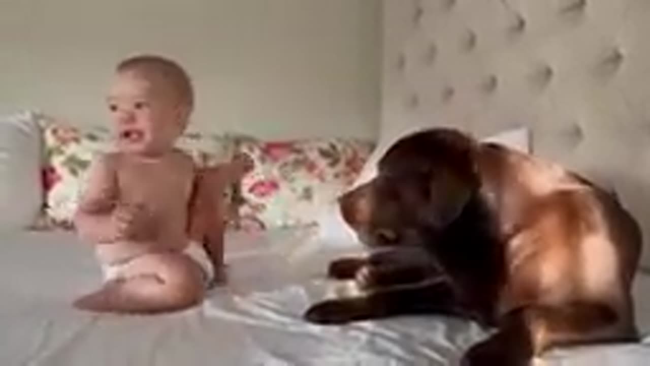 Very funny video is baby's and animal