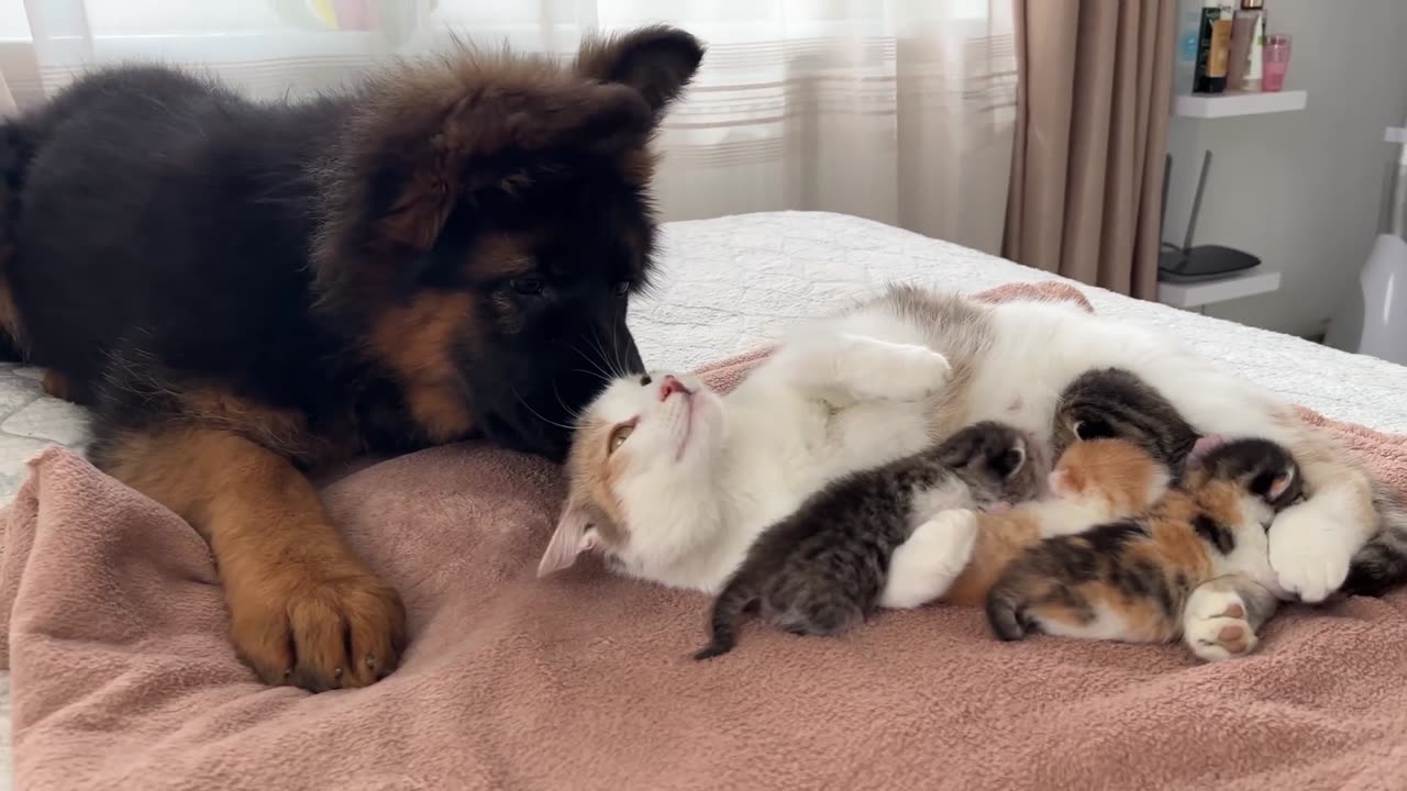 German_Shepherd_Puppy_Meets_Mom_Cat_with_Newborn_Kittens_for_the_First_Time(1080p60)