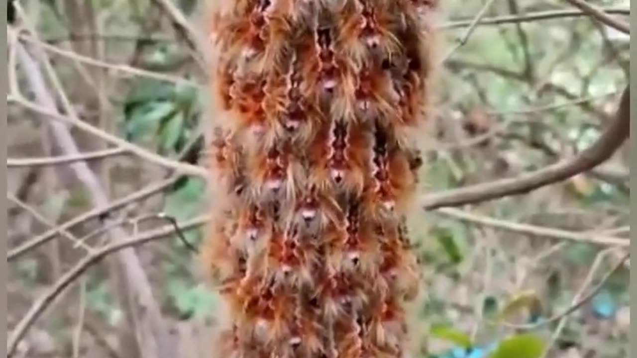 Caterpillars React To Sound