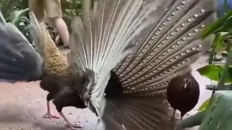 Unique activity of beautiful bird