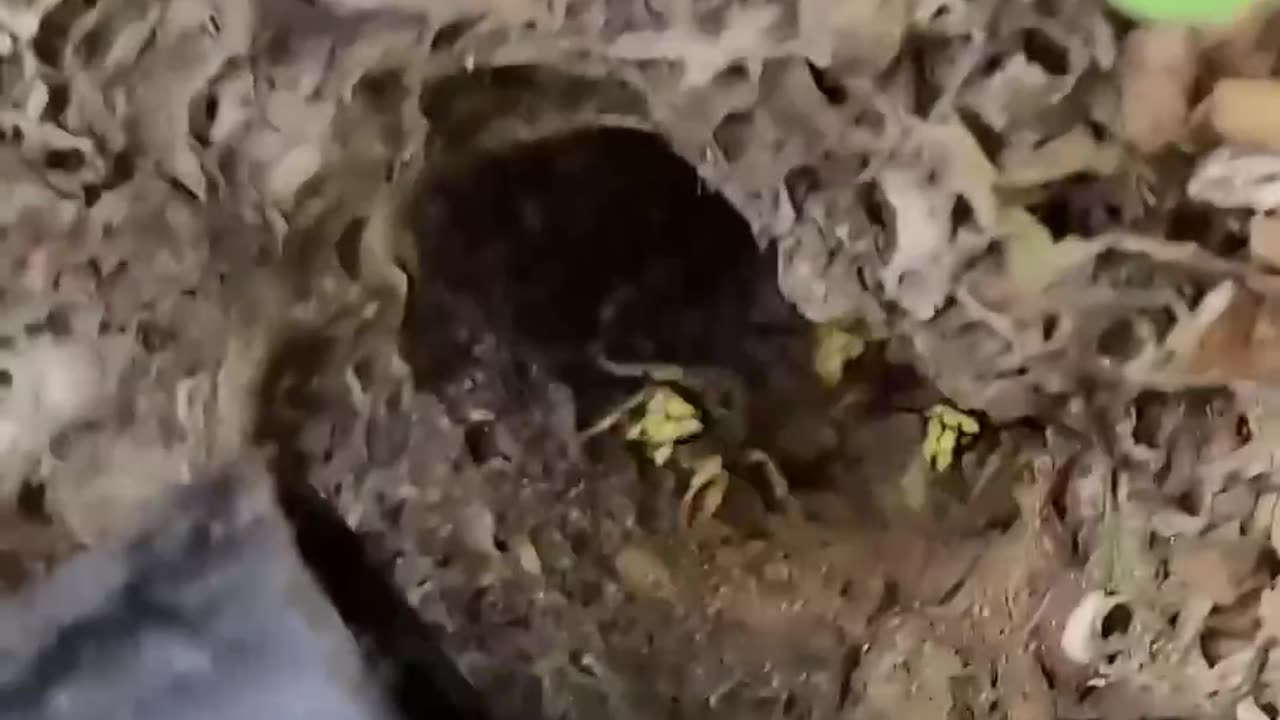 Angry and AGGRESSIVE Yellow Jacket Ground nest! #hornetking #wasp #sting