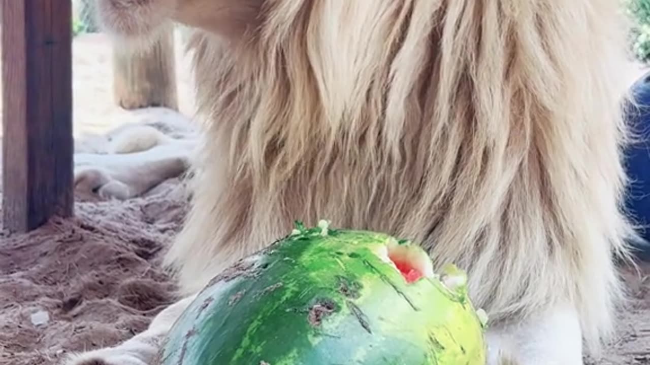 Timba & his birthday watermelon! Happy 3rd Birthday Timba