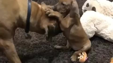 Puppy literally embraces adult dog