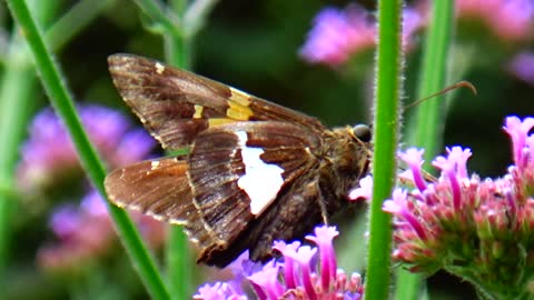 Silver-Spotted Skipper