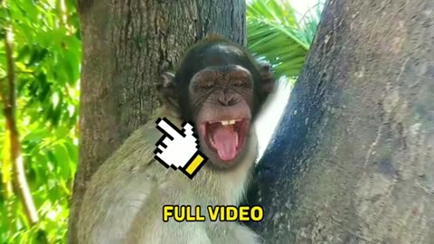 fanny singe vidéo 🐒🐒🙊🙈🙊