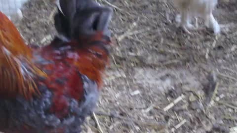 Silkie pullets