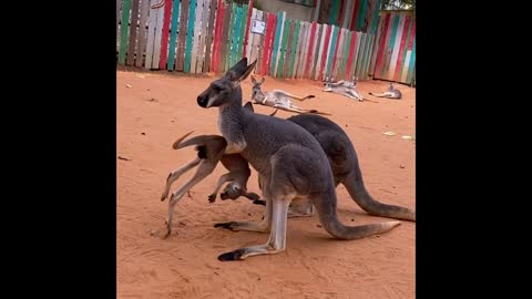 Every parent can relate to this kangaroo at the San Antonio Zoo