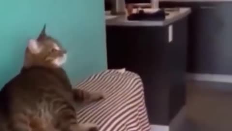 Funny animal