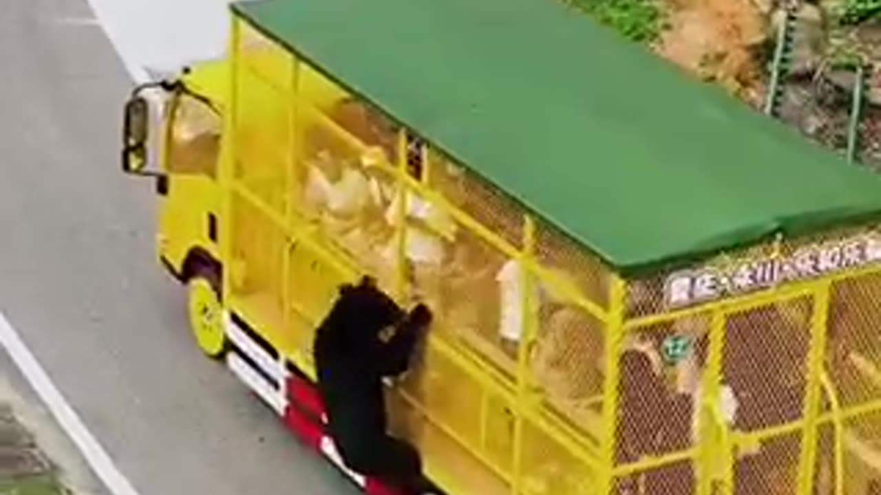 Attaque d'ours contre des touristes étrangers🐻🐻😱😱