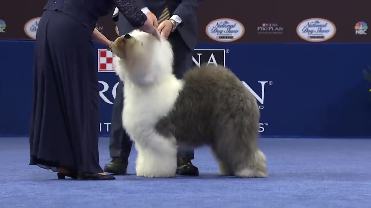 National Dog Show 2023: Best in Show (Full Judging) | NBC Sports