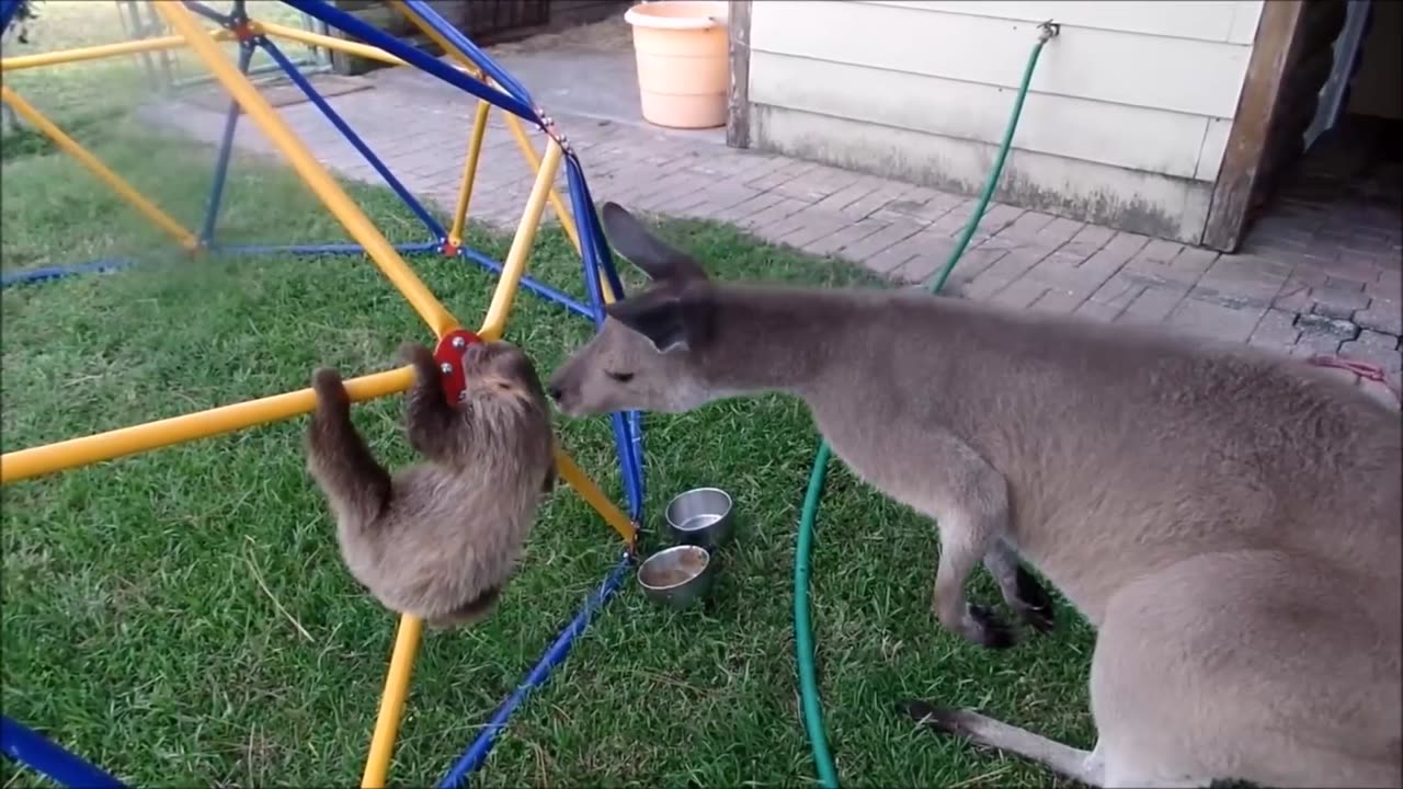 Baby sloth making weird sounds - funny clip