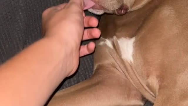 I think my dog died-6