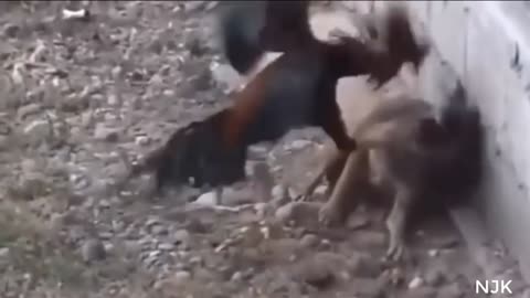 Chicken vs dog funny moment you won't want to miss🤣🤣😂