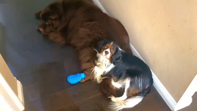 Newfoundland & Cavalier don't budge for mom