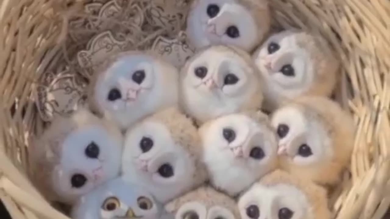 cute owls