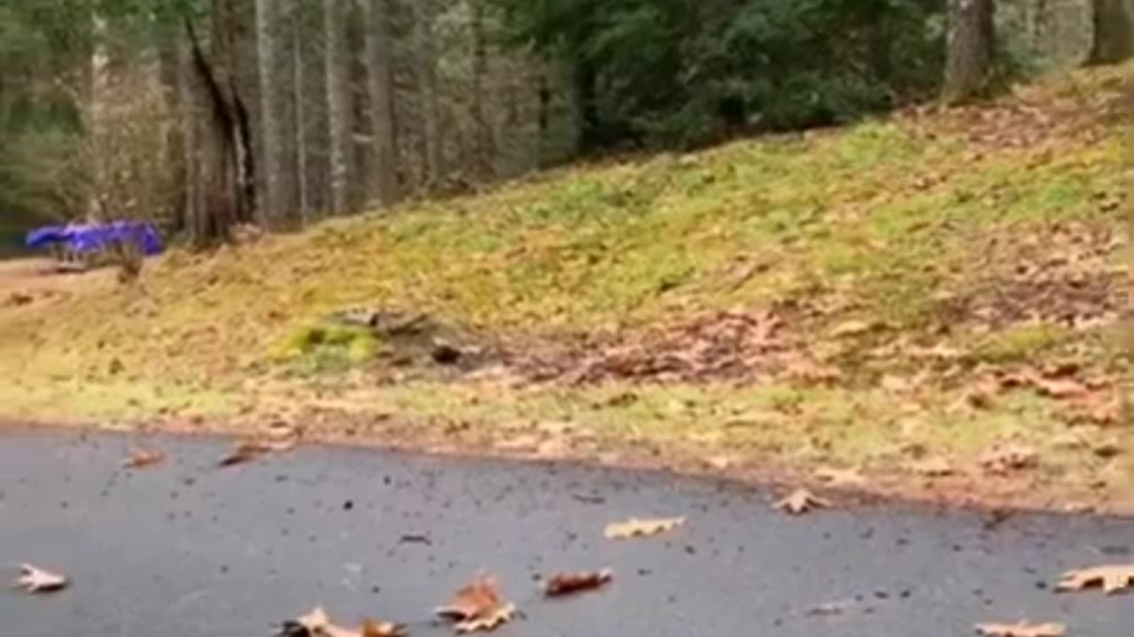 Funny animals 🤣🤣🤣