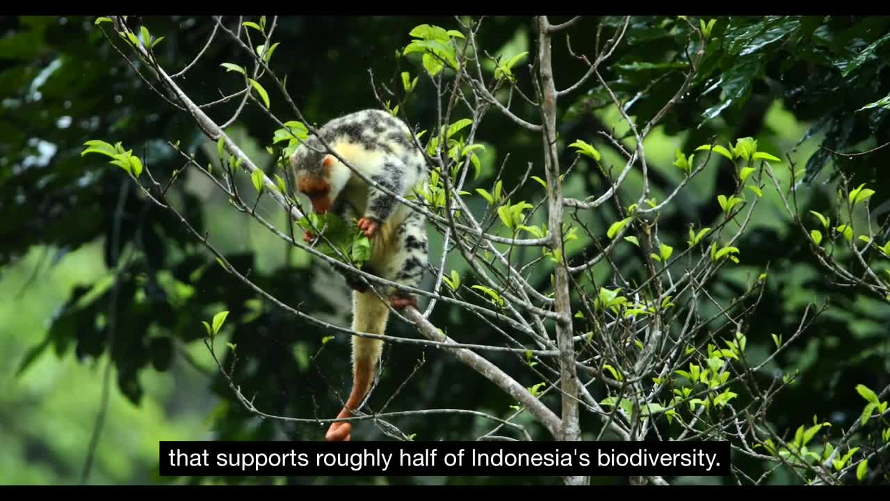 Tanah Papua: A Paradise for Birds