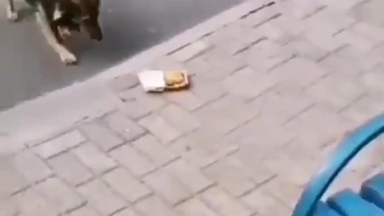 person feeds stray dog mcdonalds, dog pisses on it and runs off!