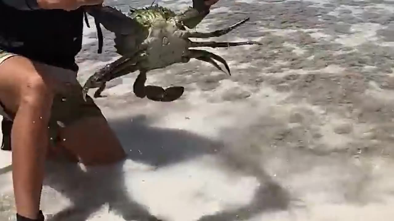 GIANT MUDCRAB barehanded catch for ISLAND SURVIVAL