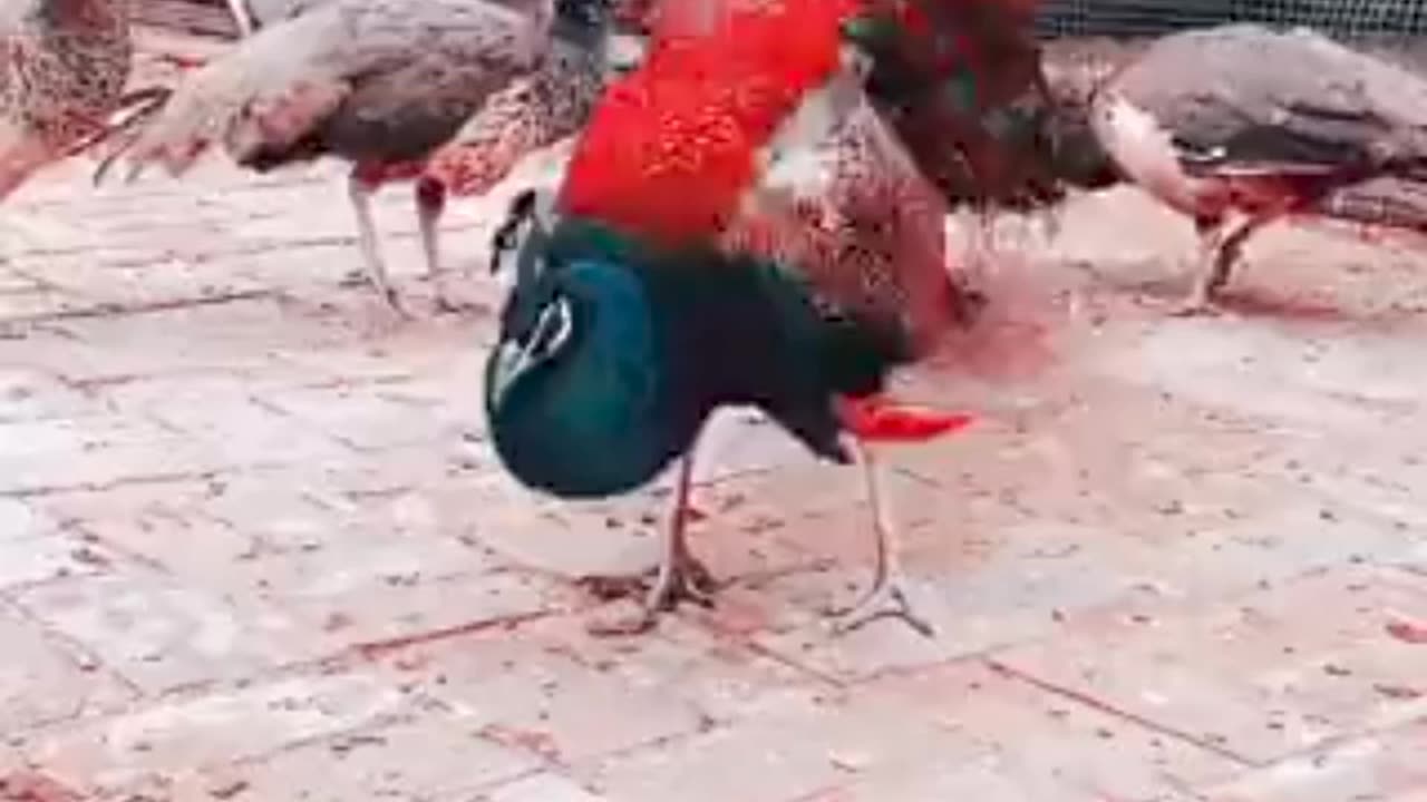 Oh waoo peacock 🦚 red colour