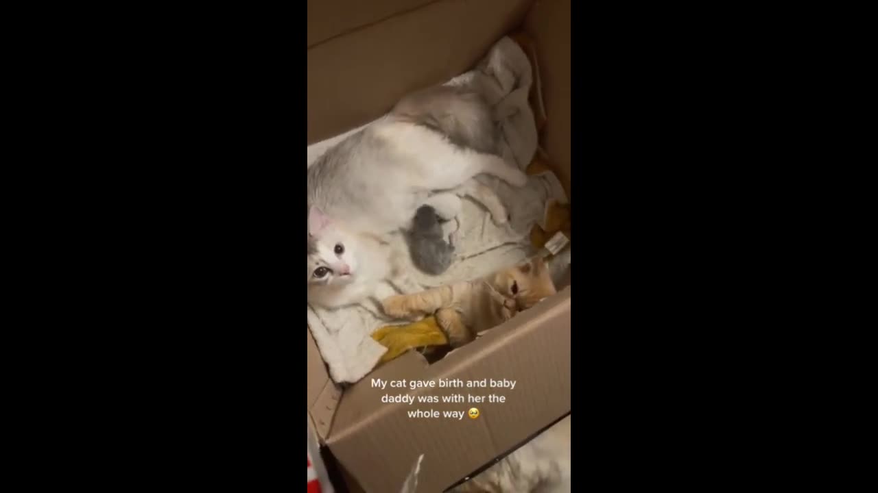 Cat dad offers emotional support to mama cat & kittens