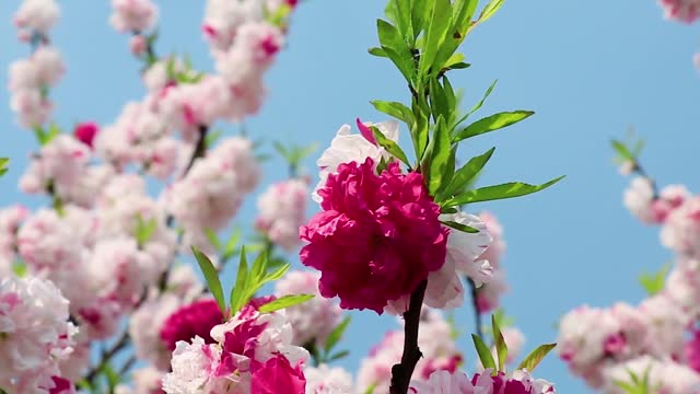 come into bloom