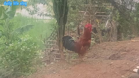 Chickens look at the sky and show off their strength.