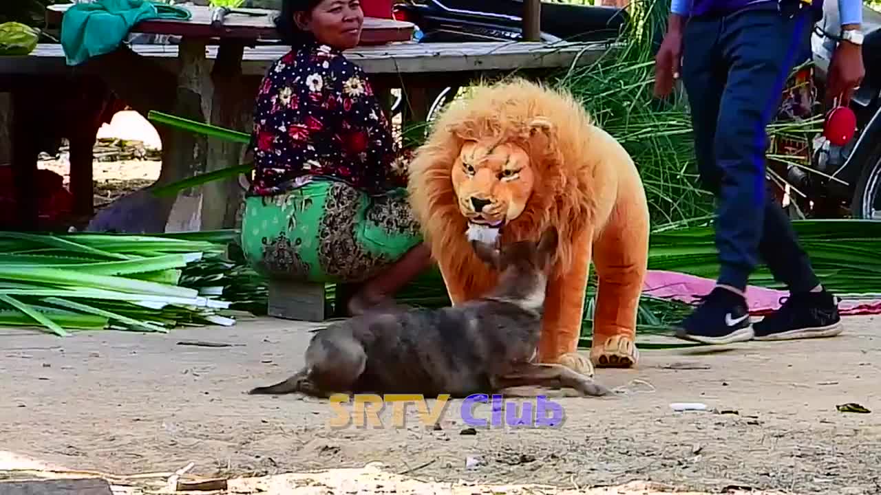 Best Prank Collection Top 15 - Fake Lion Prank Real Dog Super Funny - Try Not To Laugh Challenge