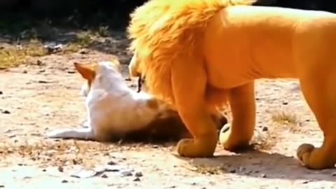 funny animal moments caught on camera funny cat videos funny dog videos!!