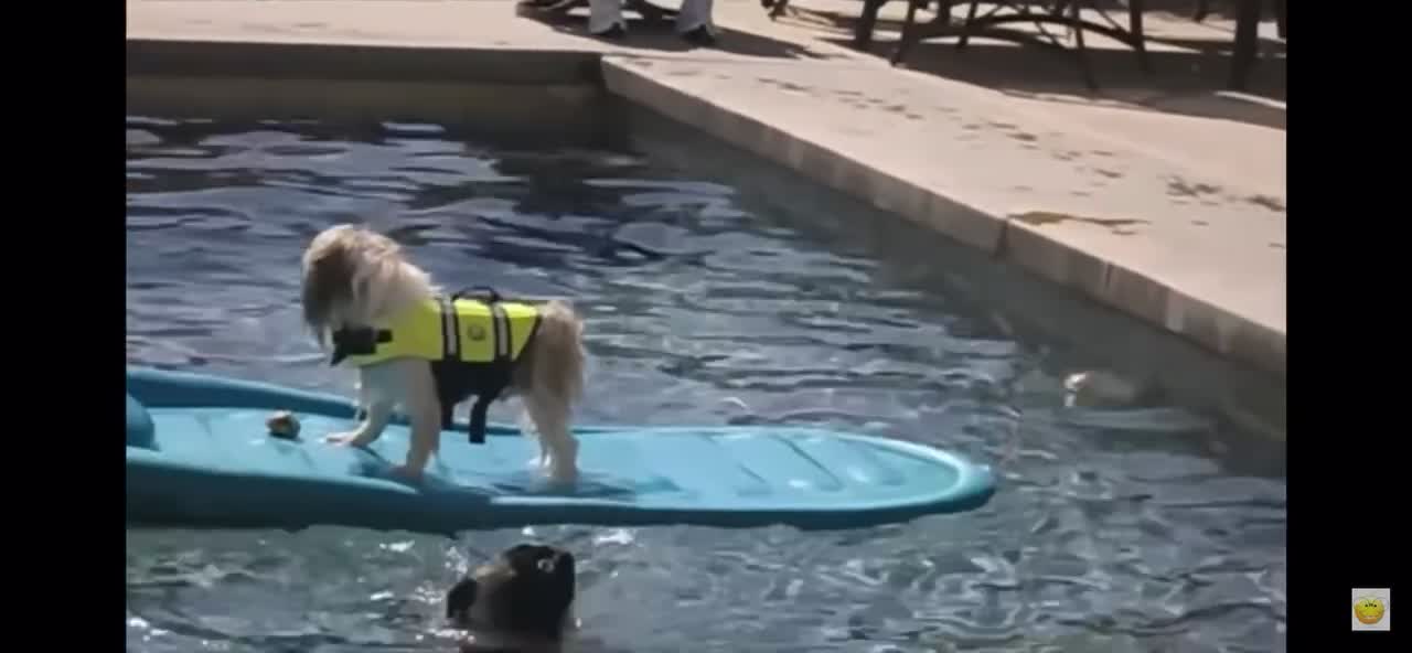 funny animals