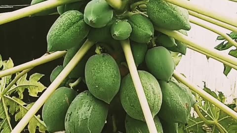 Papaya plant with fruits