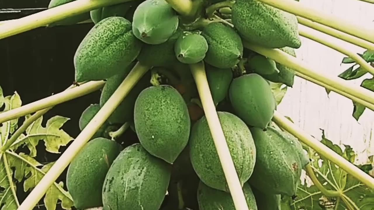 Papaya plant with fruits