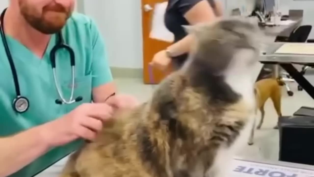 Fun with cats
