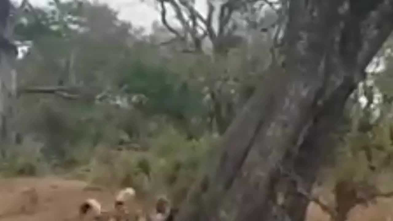 Poor Leopard Lost her Meal to Wild Dogs