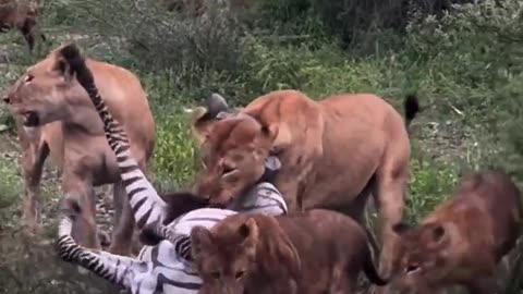 Lion Feast