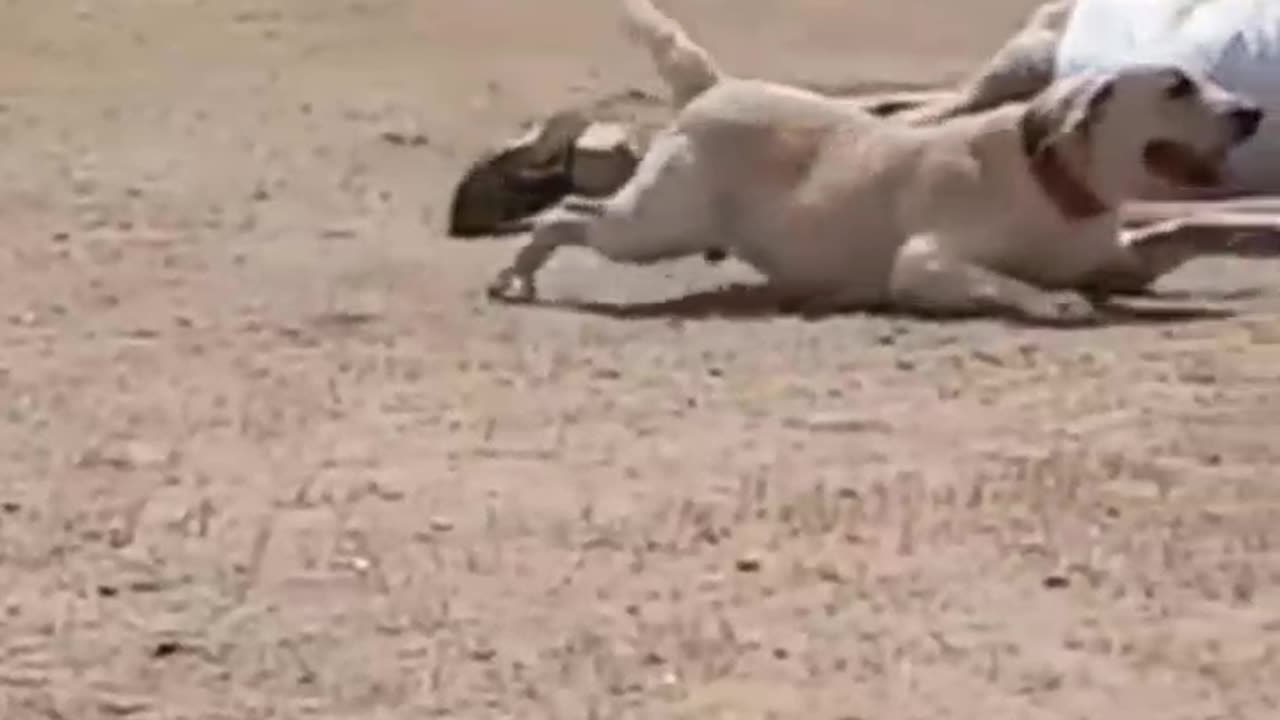 Indian Army Dog Training