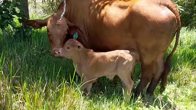71- No 2 Gave birth to a bull calf 25.10,2022