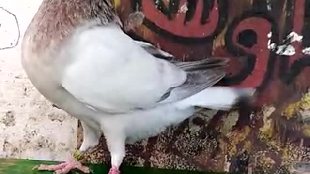 Pigeon khinensi