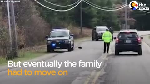 Cop Helps Bear Family Cross The Road | The Dodo