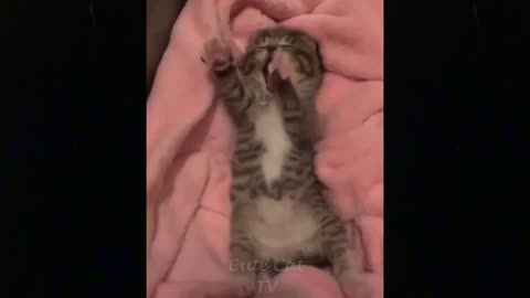 Meilleurs Moments Les Plus Drôles | Drôles De Chats #19 - Kiss Pets
