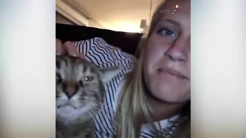 cats fighting humans