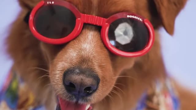 Funny Dog swag 😹🤣 Watch Now ☺️