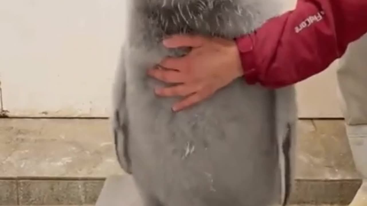 Penguin is beautiful and feisty