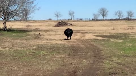 Los 10 Toros Más Grandes Del Mundo