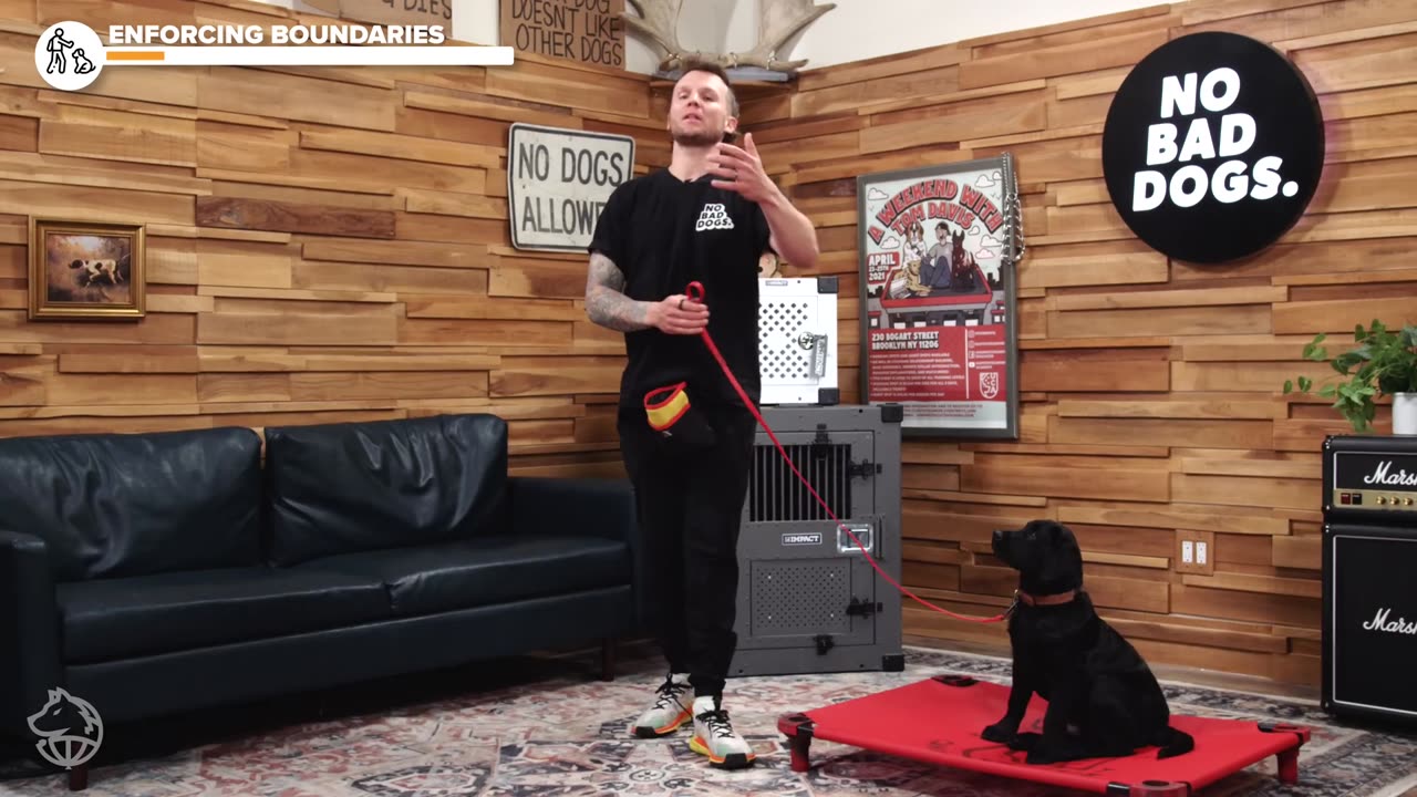 Train your puppy to perfection