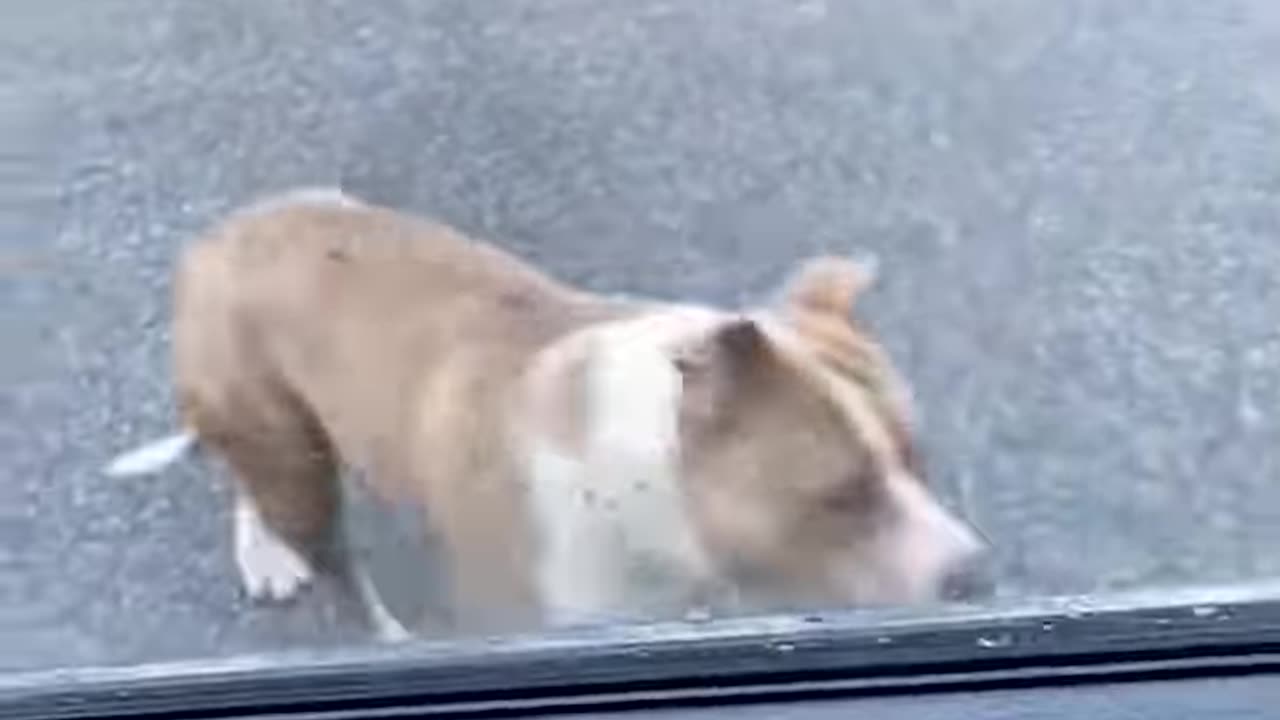 Lost Dog Leaps into Owner's Vehicle