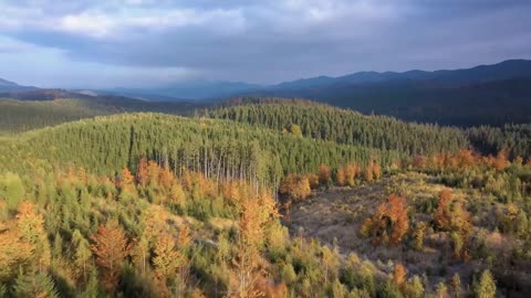 Enchanting Autumn Forests with Beautiful Piano Music