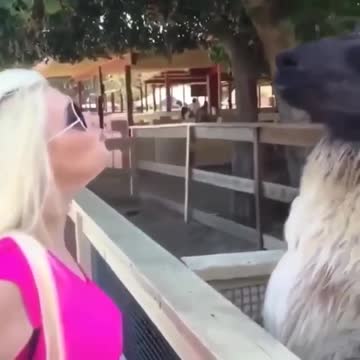 Нюхай бебру